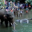 India has lost vast swathes of forest to urbanisation in recent decades, forcing animals closer to human settlements