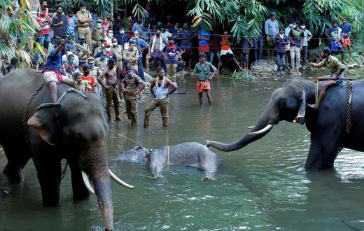 India has lost vast swathes of forest to urbanisation in recent decades, forcing animals closer to human settlements