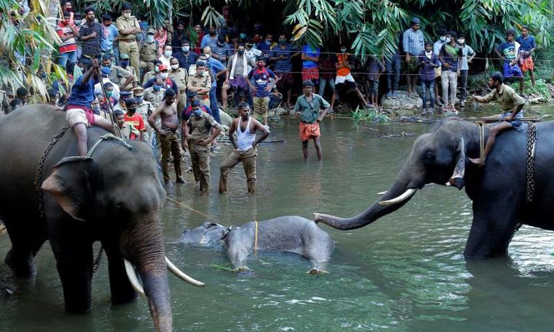 India has lost vast swathes of forest to urbanisation in recent decades, forcing animals closer to human settlements