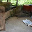A dog sits in a cage next to a pit where the animals are drowned at a slaughterhouse in Cambodia