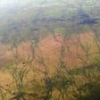 Intertwining hoof paths by a million migrating antelope across the underexplored landscape of South Sudan