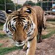 You Can Get A 'Tiger King' Shoutout On Cameo