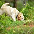 Research into whether dogs can sniff cout COVID-19 is based on previous research into dogs' ability to sniff out malaria and is based on a belief that each disease triggers a distinct odour