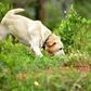 Research into whether dogs can sniff cout COVID-19 is based on previous research into dogs' ability to sniff out malaria and is based on a belief that each disease triggers a distinct odour
