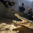 Mamdouh Hassan (R) shows a crocodile to visitors at his crocodile terrarium in the Nubian village of Gharb Soheil, on the west bank of the Nile river in southern Egypt