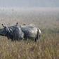 Hunting and habitat loss have slashed the number of one-horned rhinos to just a few thousand, almost all in the northeastern Indian state of Assam