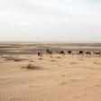 Travelling at a camel's pace provides a greater chance of spotting artefacts in the sand, Tillet says