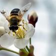 Scientists are hoping the increased attention on the importance of pollination to our natural habitat will cast a light on the often-overlooked role of the hoverfly