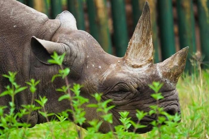 The IUCN identified modest growth in numbers decimated by poaching and illegal trade -- this November image released by Ngorongoro Conservation Area Authority in Tanzania shows Fausta, a female black rhino who died last year aged 57