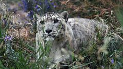 A snow leopard in Kyrgyzstan. As few as 4,000 of the big cats could be left in the high mountains of Asia according to the World Wildlife Fund