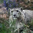 A snow leopard in Kyrgyzstan. As few as 4,000 of the big cats could be left in the high mountains of Asia according to the World Wildlife Fund