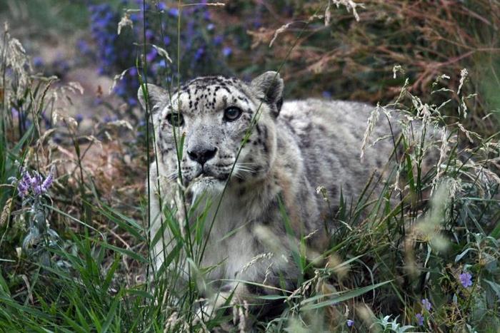 A snow leopard in Kyrgyzstan. As few as 4,000 of the big cats could be left in the high mountains of Asia according to the World Wildlife Fund