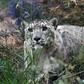 A snow leopard in Kyrgyzstan. As few as 4,000 of the big cats could be left in the high mountains of Asia according to the World Wildlife Fund