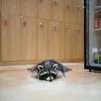A raccoon cuts a lonely figure at the Eden Meerkat Friends Cafe in Seoul, where customers are few and far between