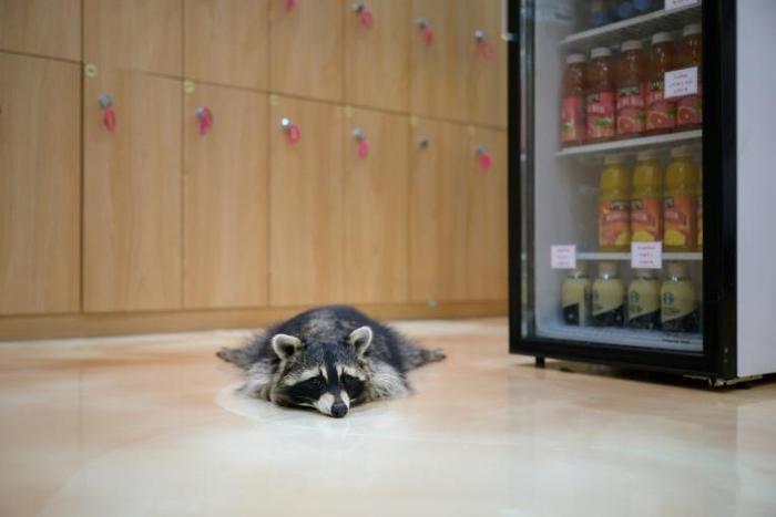A raccoon cuts a lonely figure at the Eden Meerkat Friends Cafe in Seoul, where customers are few and far between