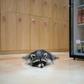 A raccoon cuts a lonely figure at the Eden Meerkat Friends Cafe in Seoul, where customers are few and far between