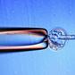 Embryonic stem cells are harvested from fertilised eggs and using them in research has raised ethical issues because embryos are subsequently destroyed