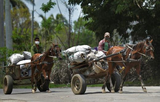 Cuban men wearing face masks transport food on their carts in the town of Bahia Honda - the country's economy is suffering due to the coronavirus crisis