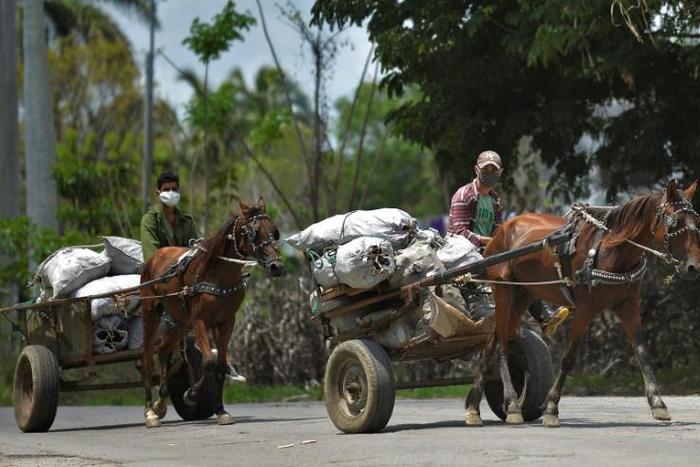 Cuban men wearing face masks transport food on their carts in the town of Bahia Honda - the country's economy is suffering due to the coronavirus crisis