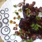 Recipe with a Pulselive Twist: Tender red wine T-bone steak and Sweet stout beer beef stew