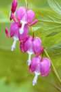 The 20 Best Perennials To Add Some Life And Color To Your Home Garden