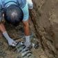 An official takes a sample from the carcass of a male Sumatran tiger found buried at the Batang Gadis national park
