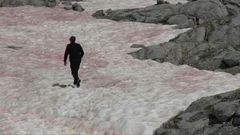 In a first for Italy, pink snow is observed on parts of the Presena glacier, in the north of the country. The phenomenon is caused by algae that develops when snow melts, simultaneously colouring the ice a darker colour. In a vicious circle, the algae ...