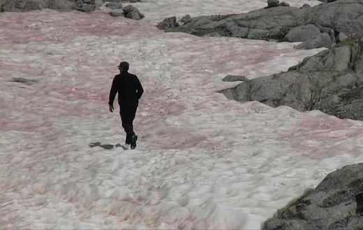 In a first for Italy, pink snow is observed on parts of the Presena glacier, in the north of the country. The phenomenon is caused by algae that develops when snow melts, simultaneously colouring the ice a darker colour. In a vicious circle, the algae ...