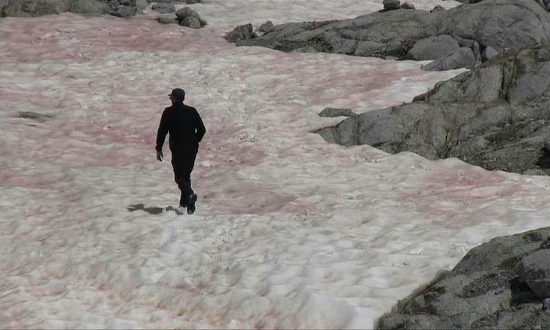 In a first for Italy, pink snow is observed on parts of the Presena glacier, in the north of the country. The phenomenon is caused by algae that develops when snow melts, simultaneously colouring the ice a darker colour. In a vicious circle, the algae ...