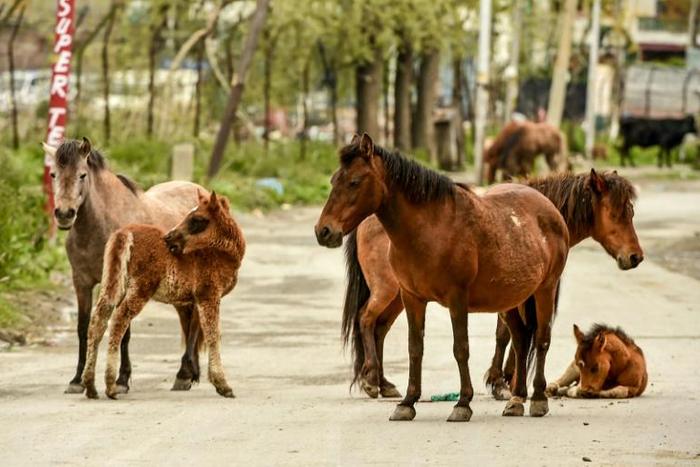 A herd of horses seen on a deserted road in a residential area of Srinagar, in Kashmir