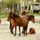 A herd of horses seen on a deserted road in a residential area of Srinagar, in Kashmir