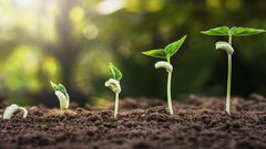 Watch Dr. P Extract Sprouting Blackheads And Cysts