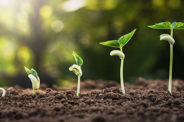 Watch Dr. P Extract Sprouting Blackheads And Cysts