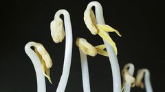 Dr. Pimple Popper Popped a 'Bean Sprout' Blackhead