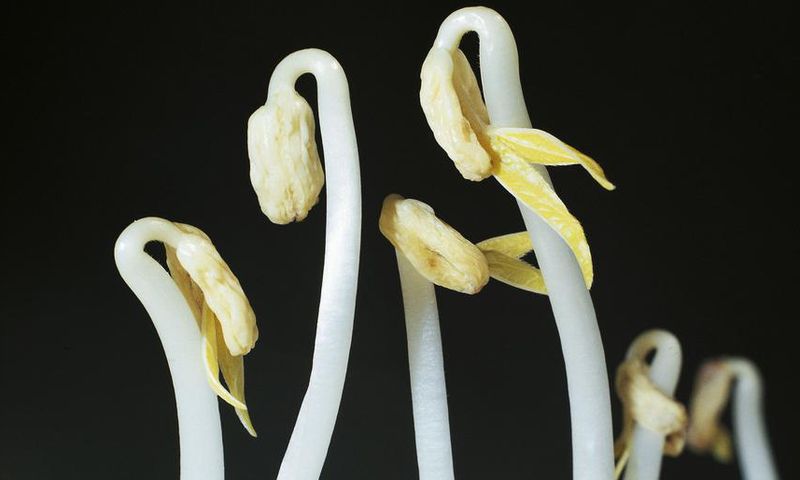 Dr. Pimple Popper Popped a 'Bean Sprout' Blackhead
