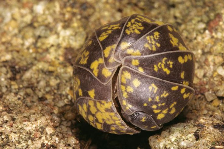 Watch Dr. Pimple Popper Pop a Roly Poly Cyst