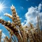 A picture taken on July 6, 2018 shows the bright sun shining over a wheat field in Giesen, northern Germany