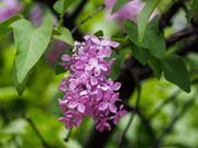 The 20 Best Perennials To Add Some Life And Color To Your Home Garden