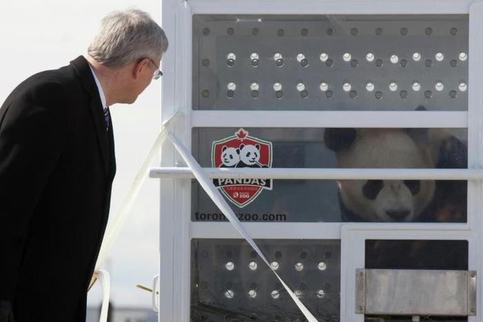 Er Shun (pictured) and her mate Da Mao have lived in Canada since 2013