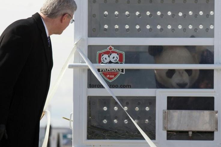 Er Shun (pictured) and her mate Da Mao have lived in Canada since 2013