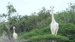A image by the Ishaqbini Hirola Community Conservancy shows the rare white giraffe and her calf in Kenya