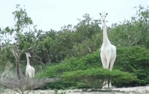 A image by the Ishaqbini Hirola Community Conservancy shows the rare white giraffe and her calf in Kenya