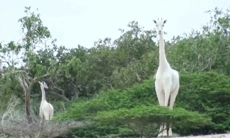 A image by the Ishaqbini Hirola Community Conservancy shows the rare white giraffe and her calf in Kenya