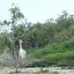 A image by the Ishaqbini Hirola Community Conservancy shows the rare white giraffe and her calf in Kenya