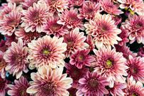 The 20 Best Perennials To Add Some Life And Color To Your Home Garden