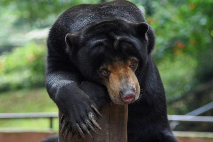 Some 60 cash-strapped animal parks -- home to roughly 70,000 creatures -- across the Southeast Asian archipelago have been closed since mid-March