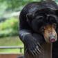 Some 60 cash-strapped animal parks -- home to roughly 70,000 creatures -- across the Southeast Asian archipelago have been closed since mid-March