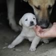 Puppy scammers will often ask for upfront payments to cover transport and then disappear
