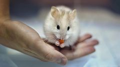 Little white hamster eating carrot in a child's hand