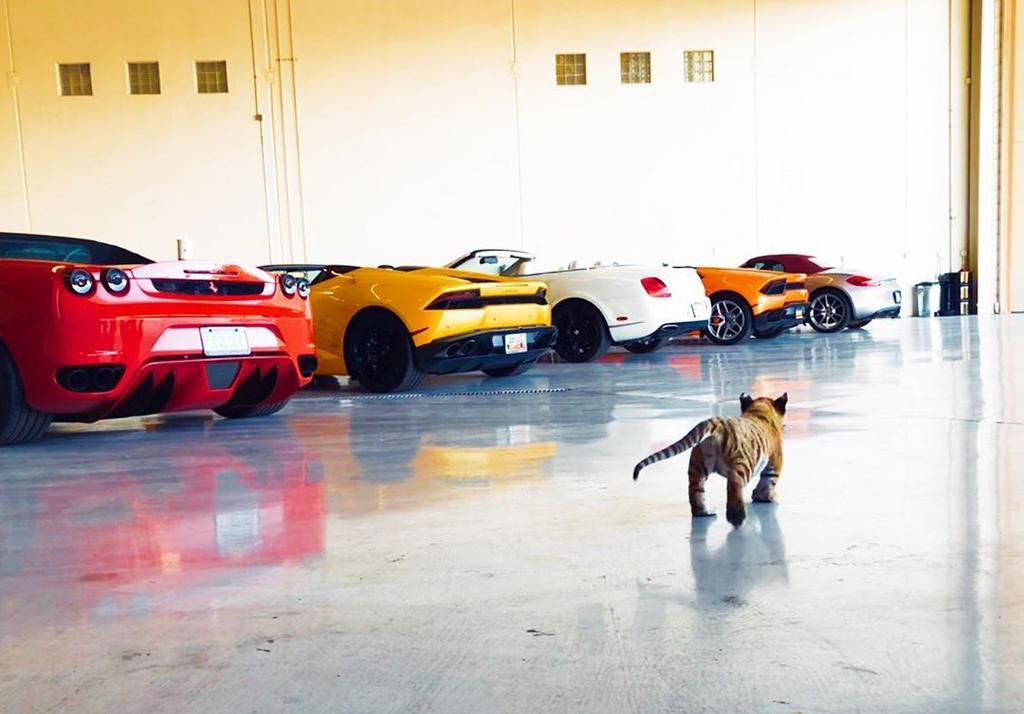 40 Things You Probably Didn't Know About 'Tiger King'